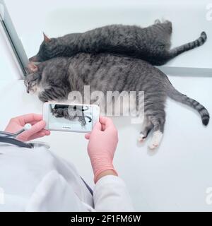 A veterinarian takes pictures of a sick cat on the phone in a veterinary clinic Stock Photo