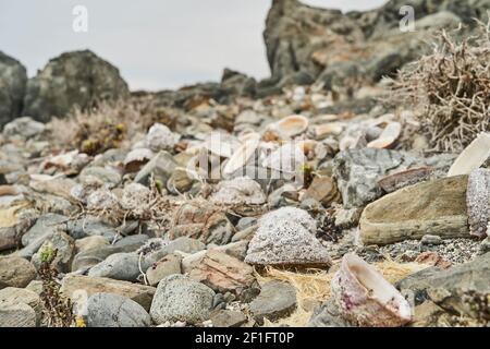close up with shallow depth of field of lots of seashells and mussels lying mixed up at the beach of the pacific ocean of the atacama desert, Chile, S Stock Photo