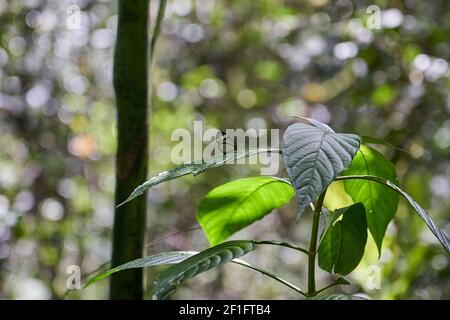 Greta oto is a species of brush footed butterfly and member of the subfamily Danainae, glasswing butterfly with transparent wings, sitting on an exoti Stock Photo