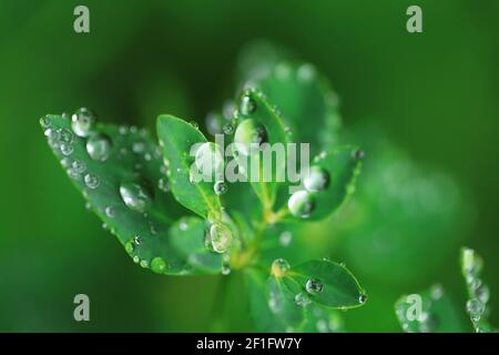 Earth Day. Ecological concept. Green leaves with water drops .Beautiful nature background.Green plants on green background Stock Photo