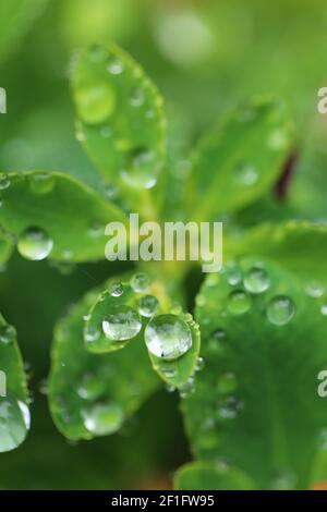 Earth Day. Ecological concept. Green leaves with water drops on bright green background.Beautiful nature background.Green plants on green background Stock Photo