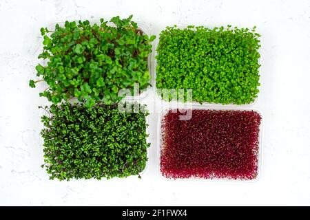 Fresh organic microgreens in a plastic container on a white background. Micro greens. View from above. Vegan and healthy food concept. Stock Photo