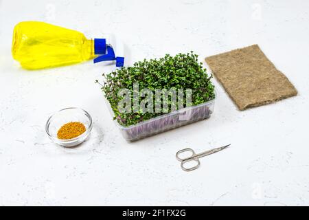 The concept of proper vegan food. Mustard microgreens grow in a tray and cut in a glass bowl by scissors. The concept of proper vegan food. Stock Photo