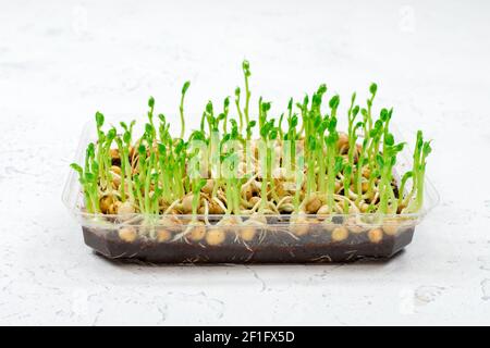 Pea sprouts for a healthy salad. Microgreens of green peas grown in a container. The concept of proper vegan food. Stock Photo