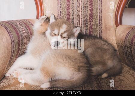 Cute Husky puppies sleeping at home.Copper Siberian Husky puppy sleeping on chair.Beautiful Siberian Husky.Dogs resting and playing. Little carried Stock Photo