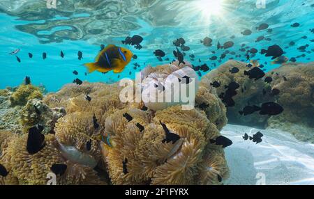 Tropical fish (damselfish and clownfish) with sea anemones in the ocean, Pacific, French Polynesia Stock Photo