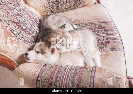 Cute Husky puppies sleeping at home.Copper Siberian Husky puppy sleeping on chair.Beautiful Siberian Husky.Dogs resting and playing. Little carried Stock Photo