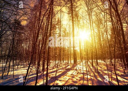 Sunset in winter forest Stock Photo