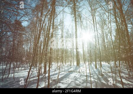 Winter forest Stock Photo