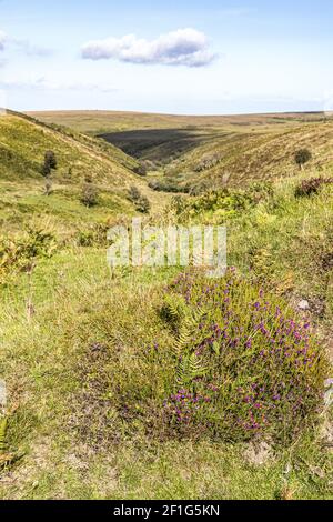 Exmoor National Park - A clump of heather above the valley of Chetsford Water north of Exford, Somerset UK Stock Photo