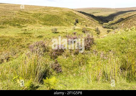 Exmoor National Park - A clump of heather above the valley of Chetsford Water north of Exford, Somerset UK Stock Photo