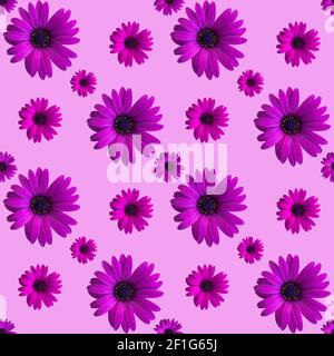 Beautiful violet or purple flower heads seamless pattern on pink background. Top view of flowers. Banner. Purple daisy Stock Photo