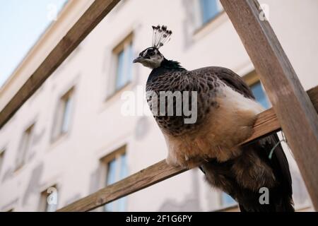 Beautiful female peacock with crest on the head sitting on the fence.  Stock Photo