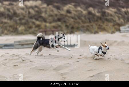 Husky with eyes closed playing because of the splashing sand and running behind with Jack Russel terrier on the beach with splashing sand Stock Photo
