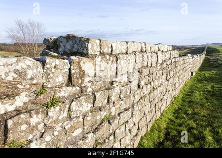 Hadrians Wall running eastwards from Birdoswald Roman Fort (Camboglanna), Cumbria UK Stock Photo