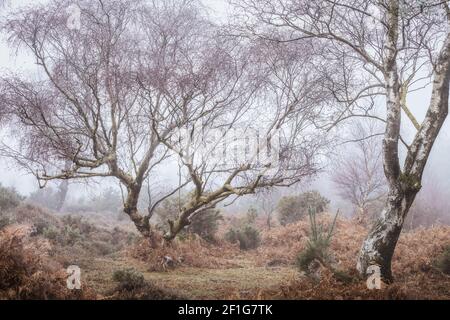 Birch Trees in Winter in the New Forest Stock Photo