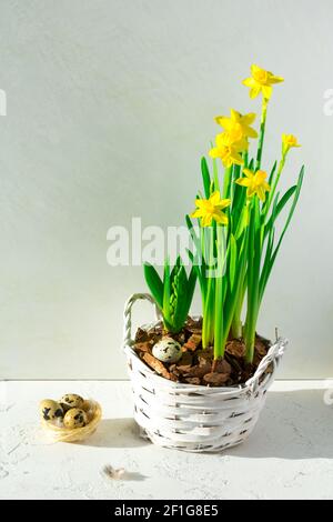 Yellow daffodils with bulbs in a large pot with eggs for Easter Stock Photo