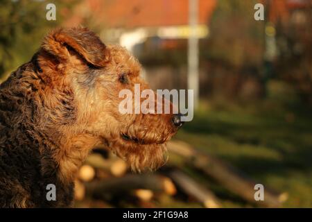 Dog glancing in the Distance Stock Photo