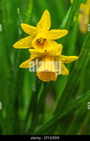 narcissus flowers with raindrops on green blurred background. Abruzzo, Italy, Europe Stock Photo