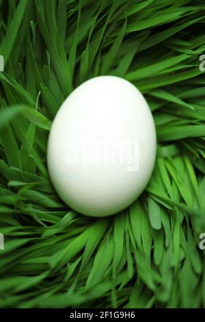 Single blank Easter egg hidden in grass Stock Photo