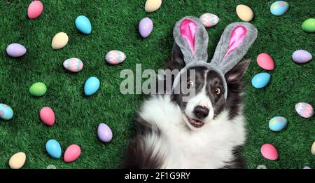 Happy dog with bunny ears surrounded by Easter eggs Stock Photo