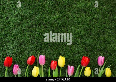 Seasonal background with Spring tulips laying on green grass. Stock Photo