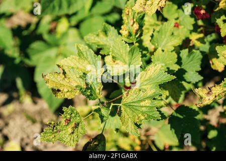 Traces Of Defeat By Leaf Gall Midges On Red Currant Leaves In Summer Sunny Day Stock Photo