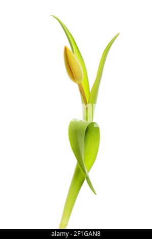 Single orange tulip flower bud and sculptural foliage isolated aganst white Stock Photo