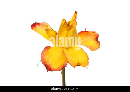 Wilted and dried yellow and red rose flower isolated against white Stock Photo