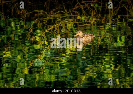 Female Mallard duck in pond Stock Photo
