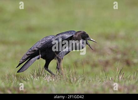 Cape Rook (Corvus capensis) adult on ground calling Kenya October Stock ...