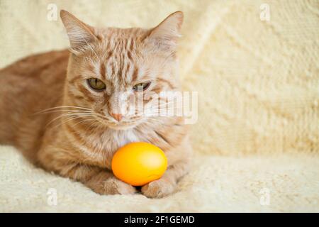 funny fat ginger cat holding orange painted eggs for easter Stock Photo