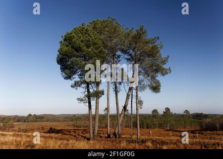 Small cluster of tall pine trees against a blue sky Wareham Forest Dorset Stock Photo