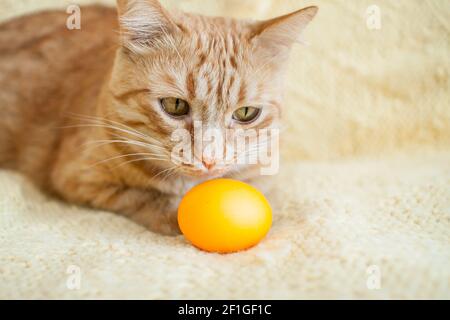 funny fat ginger cat holding orange painted eggs for easter Stock Photo