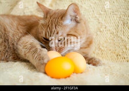funny fat ginger cat holding orange painted eggs for easter Stock Photo