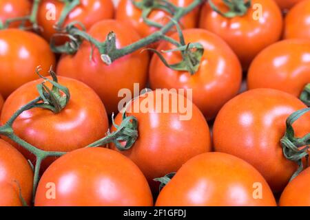 fresh tomato on green vine Stock Photo