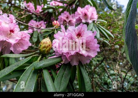 Rhododendron Calophytum, the pink flowers of rhododendron calophytum seen here in full bloom. Stock Photo