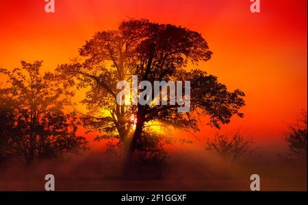 Sunrise with fog, sun rays passing through the tree Stock Photo