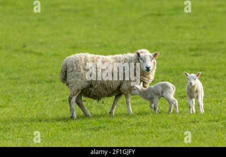 Ewe, a female sheep with her twin newborn lambs in Springtime.  Facing forward in green meadow.  Concept: a mother's love.  Landscape, Horizontal. Stock Photo