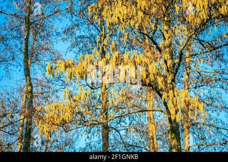 Contrasting scene with yellow catkins of Turkish hazel tree (Corylus colurna) Stock Photo