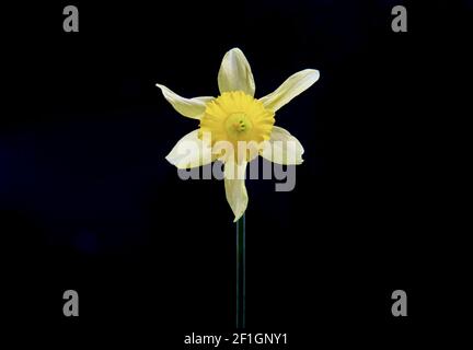 Gentle daffodil on a dark background Stock Photo