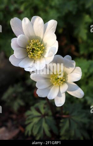 Anemone blanda  Grecian windflower – white daisy-like double flowers with ferny foliage,  March, England, UK Stock Photo