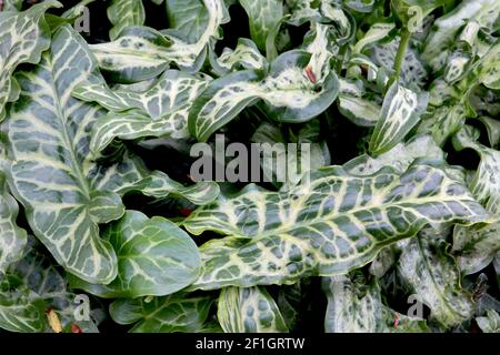 Arum italicum subsp italicum ‘Marmoratum’ Italian lords and ladies – large arrow-shaped marbled green and cream leaves,  March, England, UK Stock Photo