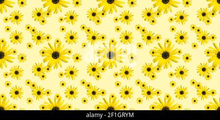 Beautiful yellow flower heads seamless pattern on yellow background. Top view of flowers. Banner. African daisy. Stock Photo