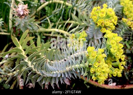 Euphorbia myrsinites Myrtle spurge – blue green spirally arranged leaves and lime green flower clusters,  March, England, UK