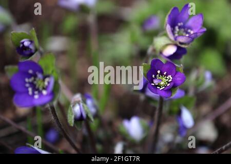 Hepatica nobilis ‘Forest Purple’ Liverwort Forest Purple – deep purple flowers with many cream stamens,  March, England, UK Stock Photo