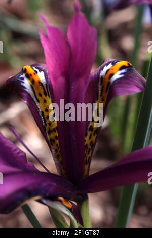 Iris reticulata ‘J.S. Dijt’ - magenta purple dwarf iris with dark blue freckles and yellow ribs,  March, England, UK Stock Photo