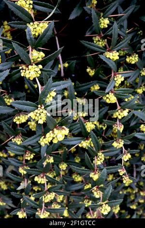 Berberis julianae Wintergreen barberry – clusters of yellow flowers and spiny elliptic leaves, March, England, UK Stock Photo