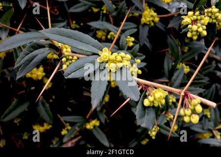 Berberis julianae Wintergreen barberry – clusters of yellow flowers and spiny elliptic leaves, March, England, UK Stock Photo
