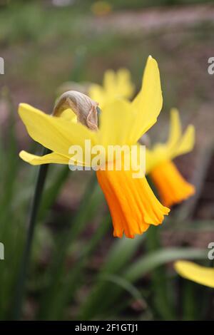 Narcissus ‘Jetfire’ / Daffodil Jetfire  Division 6 Cyclamineus Daffodils Miniature yellow daffodils with orange trumpets,  March, England, UK Stock Photo